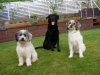 Bailey, Findus, Ryno