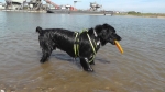 Jack und die Frisbeescheibe