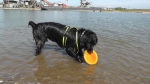 Jack und der Sprung ins Wasser