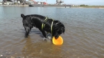 Jack und der Sprung ins Wasser