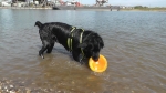 Jack und der Sprung ins Wasser