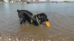 Jack und der Sprung ins Wasser