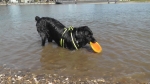 Jack und der Sprung ins Wasser