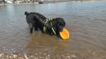 Jack und der Sprung ins Wasser