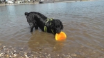Jack und der Sprung ins Wasser