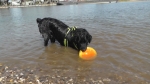 Jack und der Sprung ins Wasser