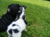 Ryno  als Welpe und Findus als Junghund